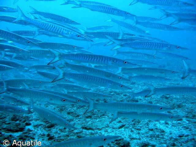  Diving in New Caledonia 